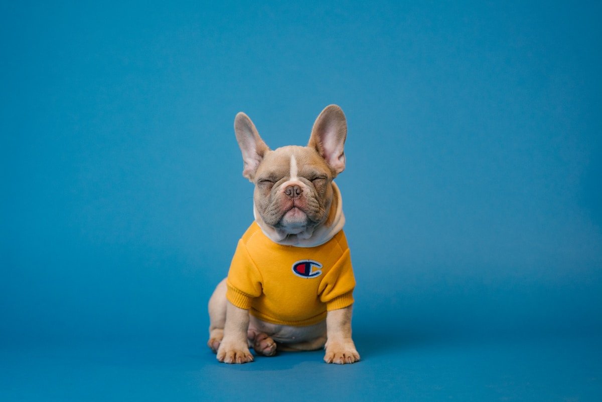 Cute French Bulldog looking at camera
