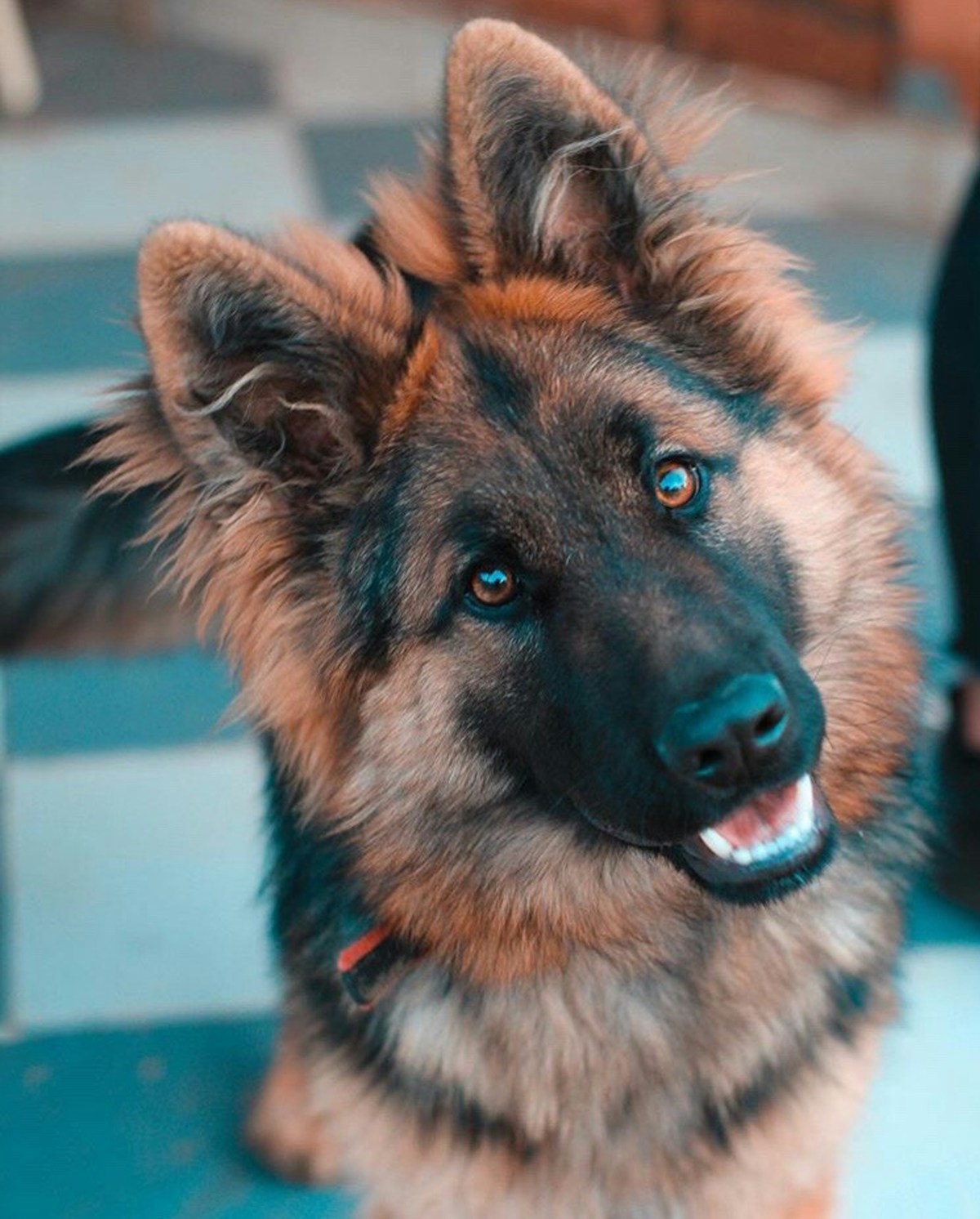 German Shepherd Dog in Sunny Park